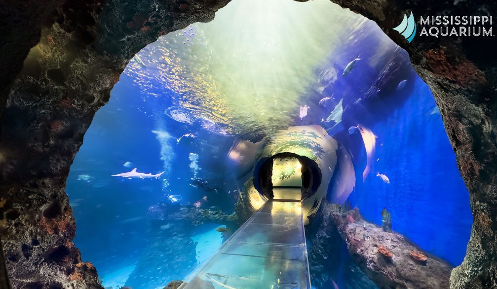 Mississippi Aquarium tunnel